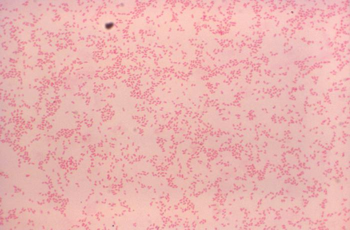 Brucella canis bacteria